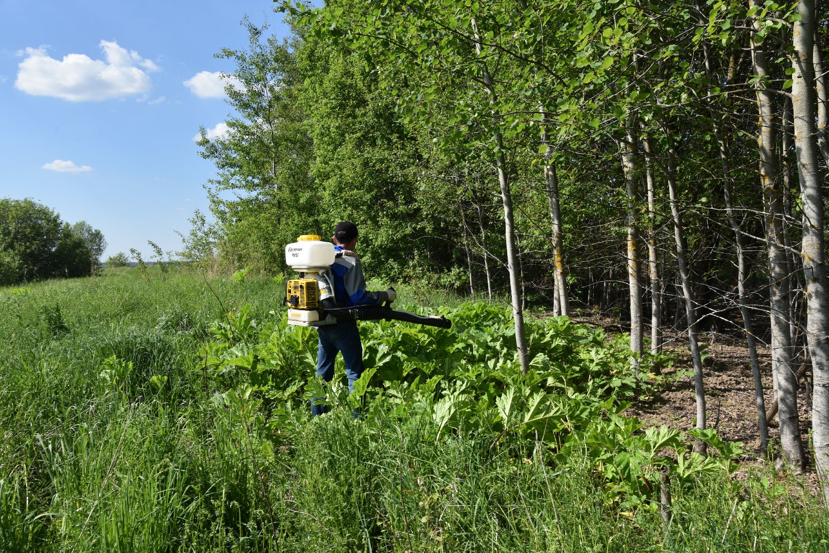 лотошино, борщевик, борщевик сосновского, борьба с борщевиком, экология,