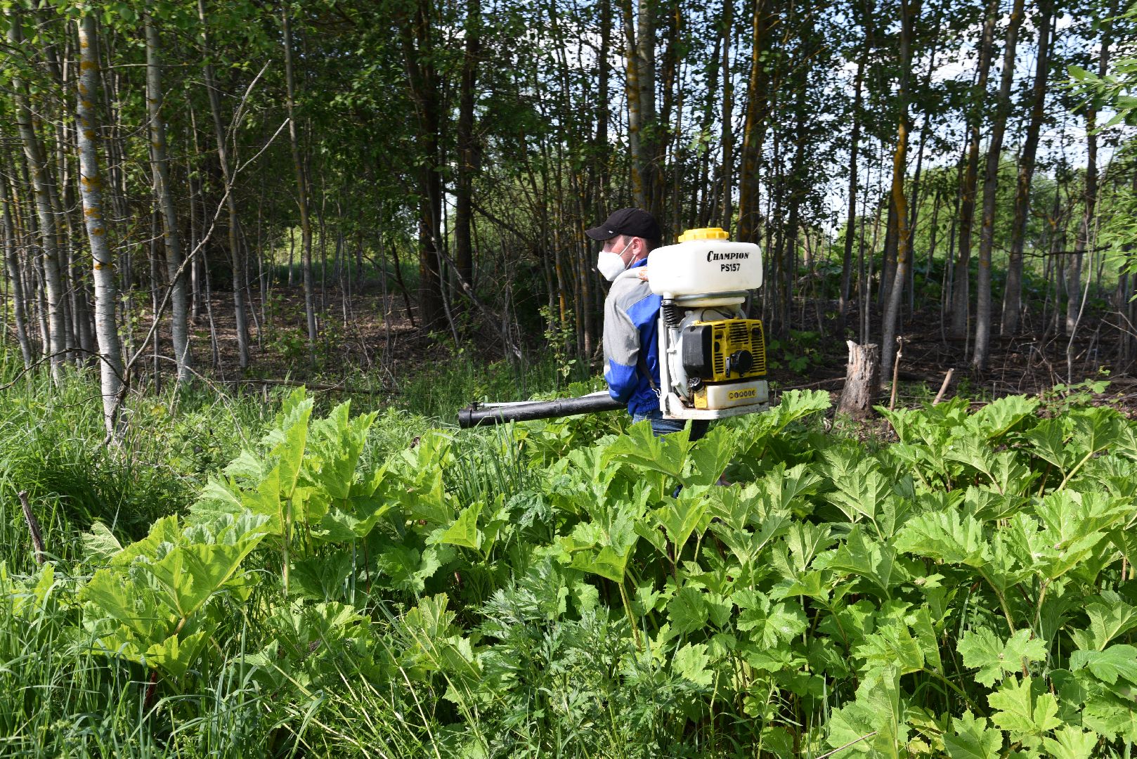 лотошино, борщевик, борщевик сосновского, борьба с борщевиком, экология,