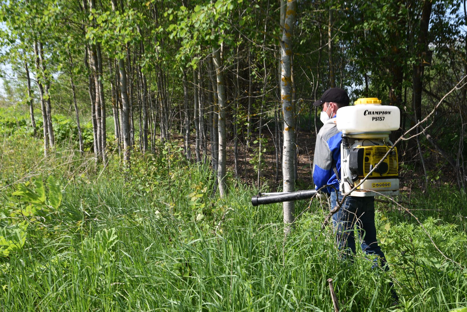 лотошино, борщевик, борщевик сосновского, борьба с борщевиком, экология,