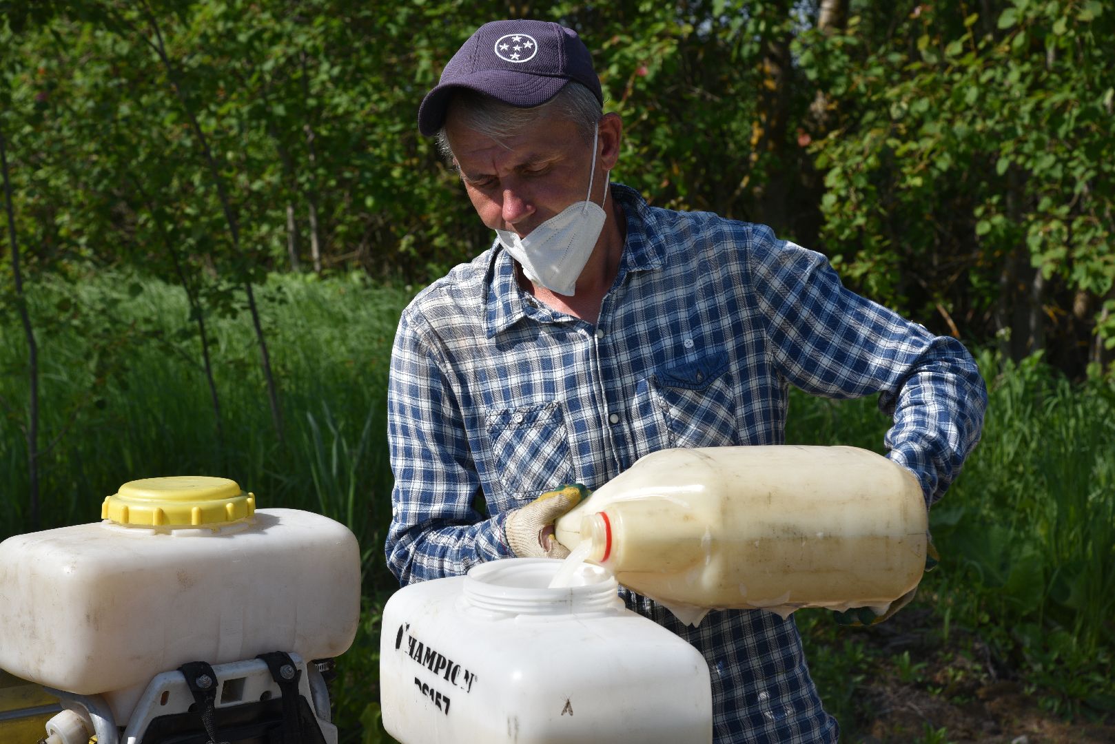 лотошино, борщевик, борщевик сосновского, борьба с борщевиком, экология,