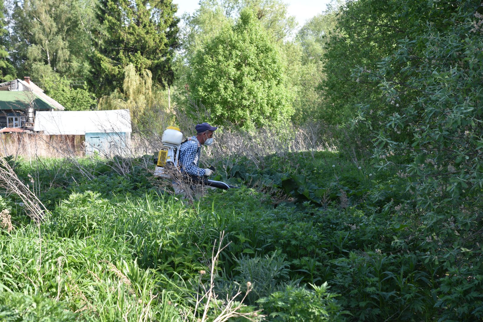 лотошино, борщевик, борщевик сосновского, борьба с борщевиком, экология,