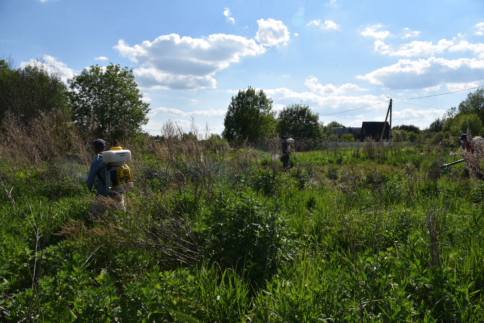 лотошино, борщевик, борщевик сосновского, борьба с борщевиком, экология,