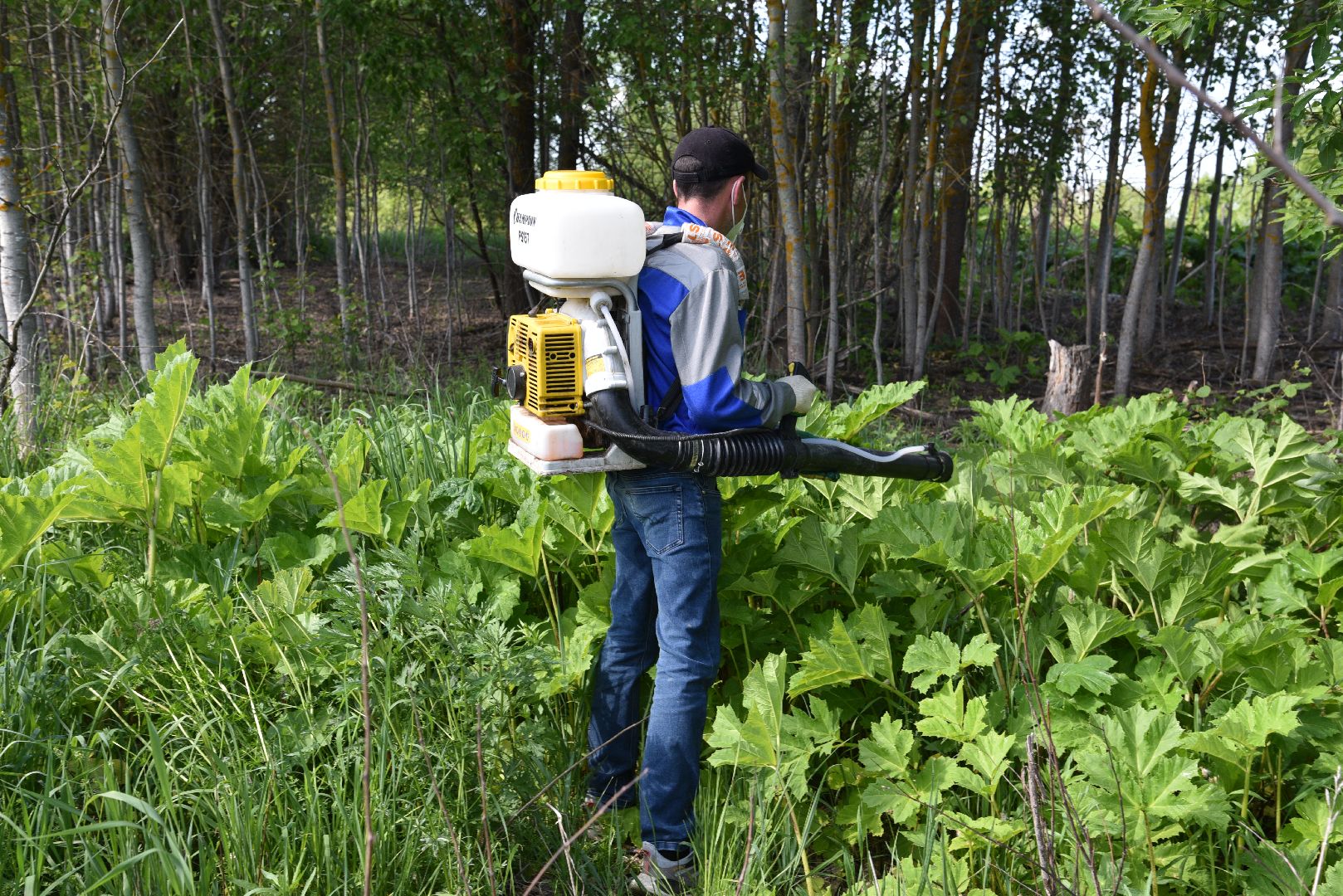 лотошино, борщевик, борщевик сосновского, борьба с борщевиком, экология,