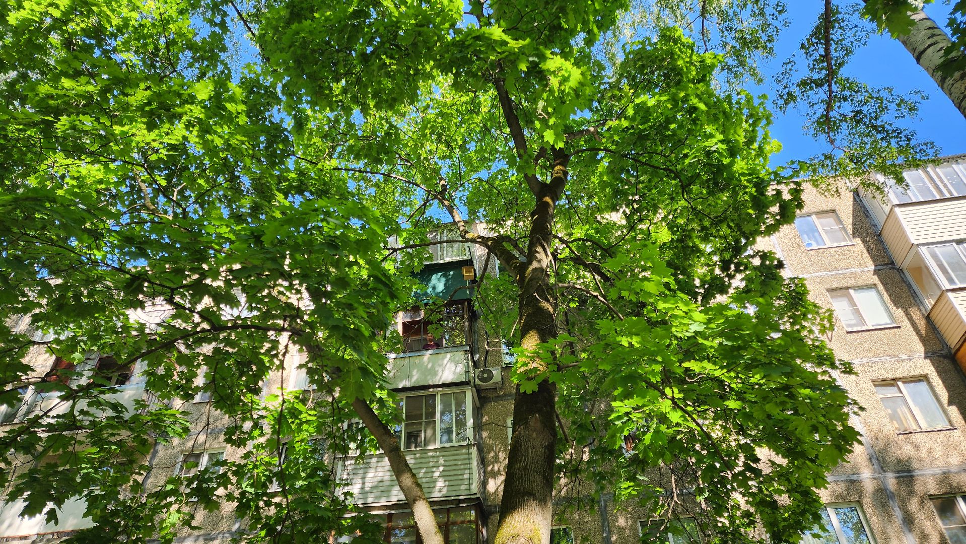 Подольск, опиловка деревьев, комбинат благоустройства, добродел,