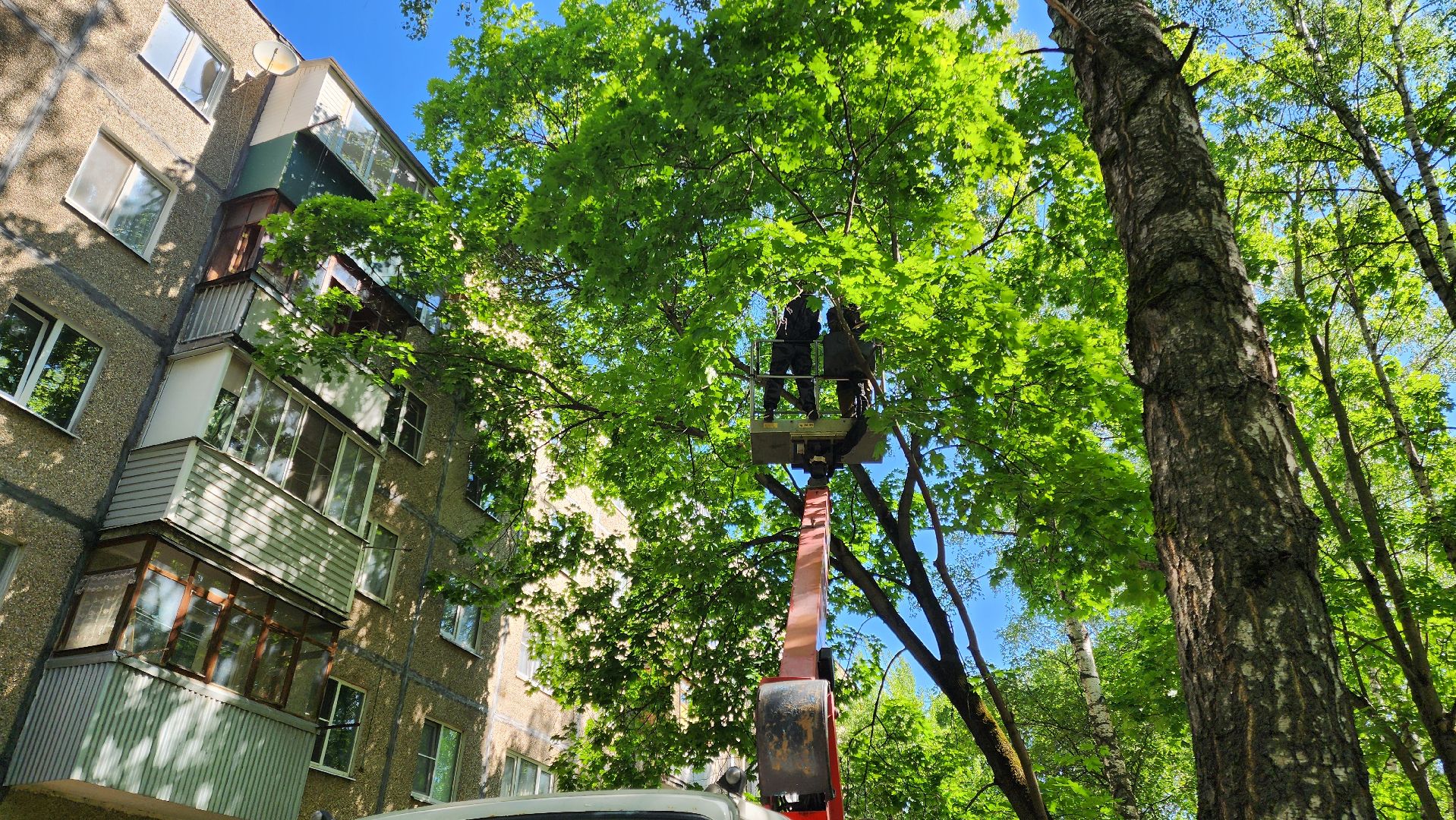 Подольск, опиловка деревьев, комбинат благоустройства, добродел,