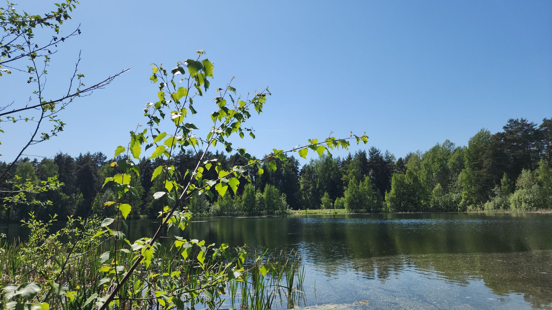 электросталь, безопасность, безопасность в лесу, пожароопасный сезон, мой город, жители города,