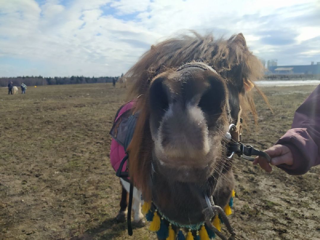 Истра, Подмосковье, Сыр, Фестиваль, Ярмарка, Олег Сирота, Фермерские продукты, фермеры, фермы