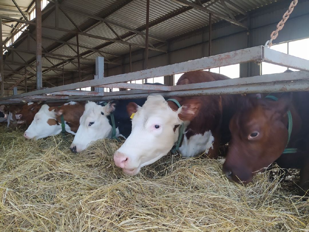 Истра, Подмосковье, Сыр, Фестиваль, Ярмарка, Олег Сирота, Фермерские продукты, фермеры, фермы