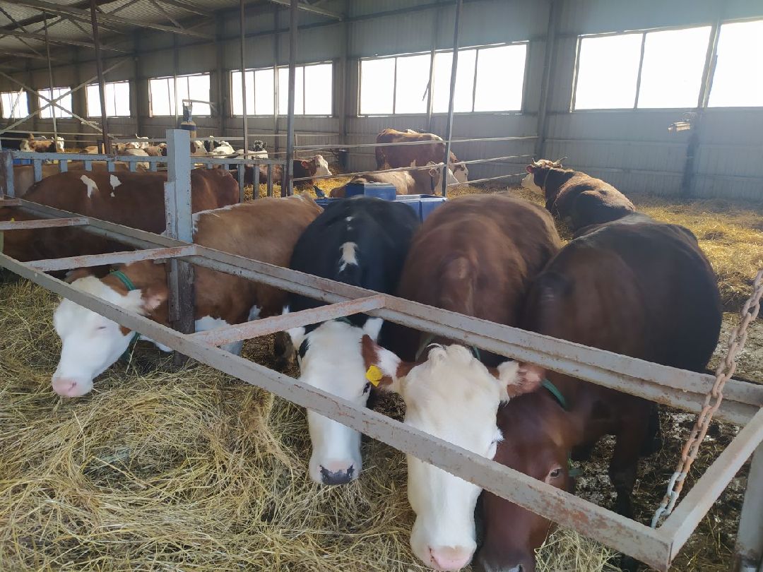 Истра, Подмосковье, Сыр, Фестиваль, Ярмарка, Олег Сирота, Фермерские продукты, фермеры, фермы