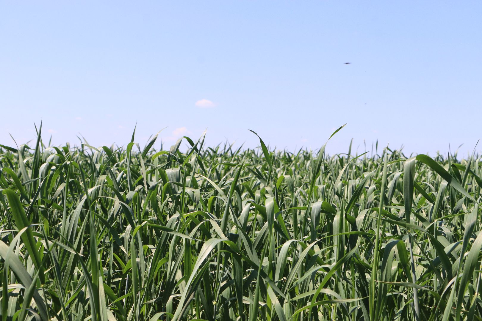 Серебряные Пруды, посевная 2024, яровой сев, аграрии Серебряных Прудов,