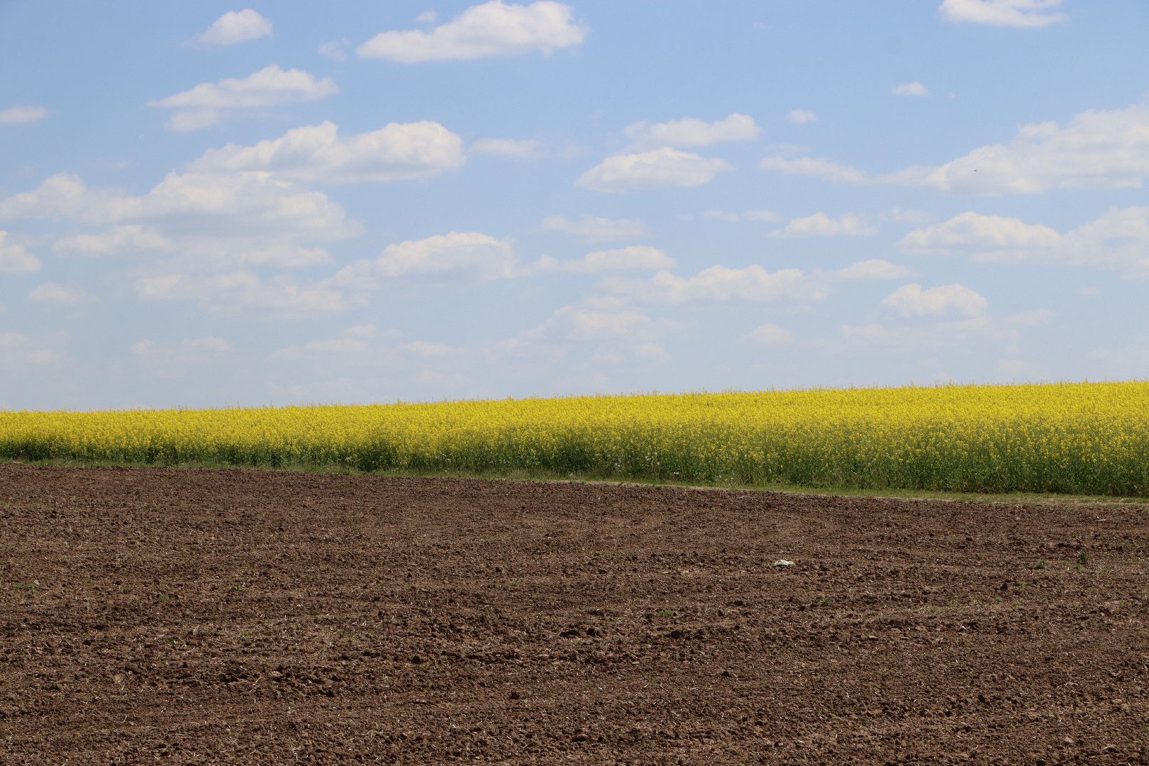 Серебряные Пруды, посевная 2024, яровой сев, аграрии Серебряных Прудов,