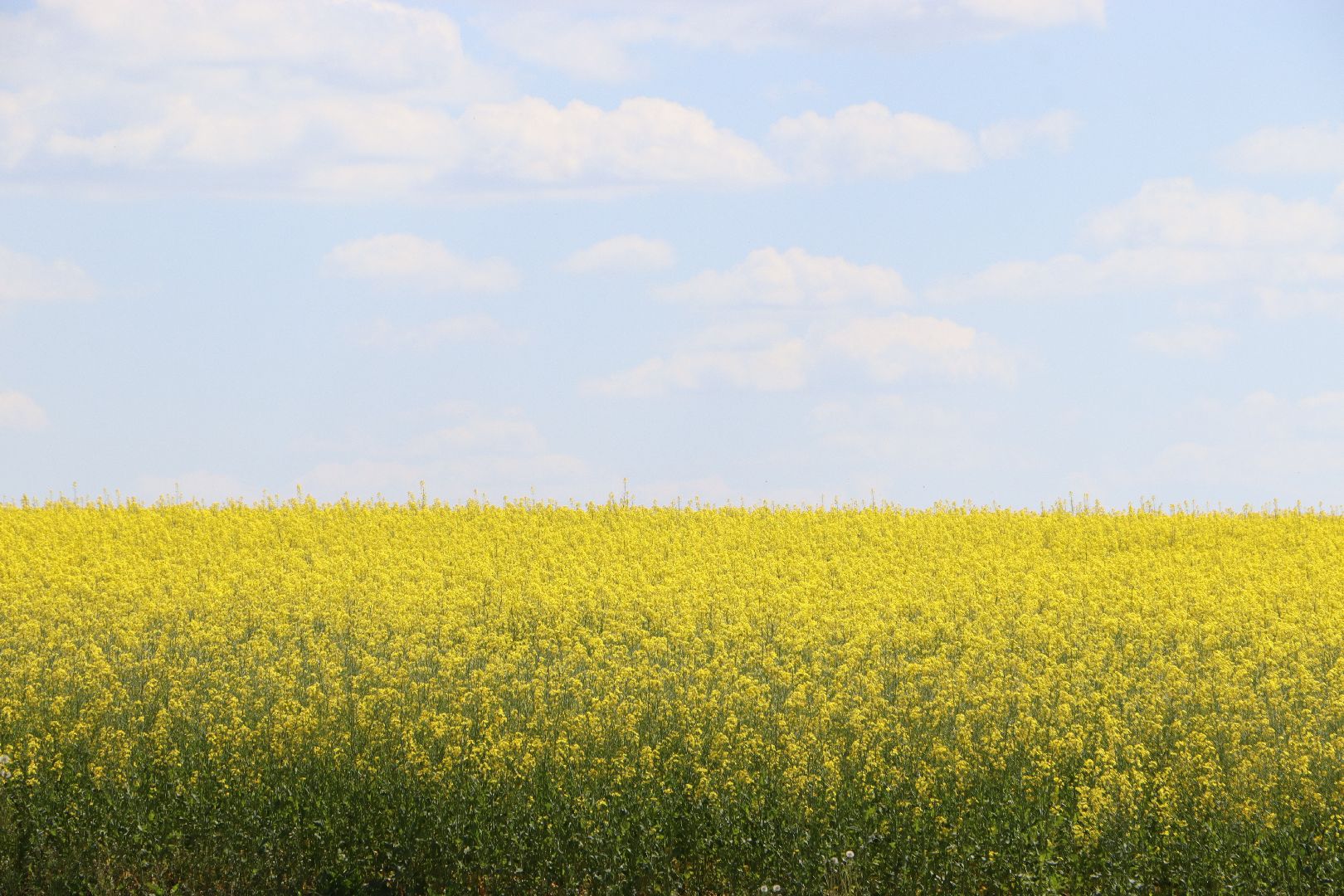 Серебряные Пруды, посевная 2024, яровой сев, аграрии Серебряных Прудов,