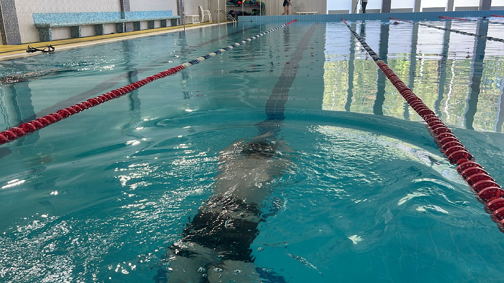 плавание, велосипед,