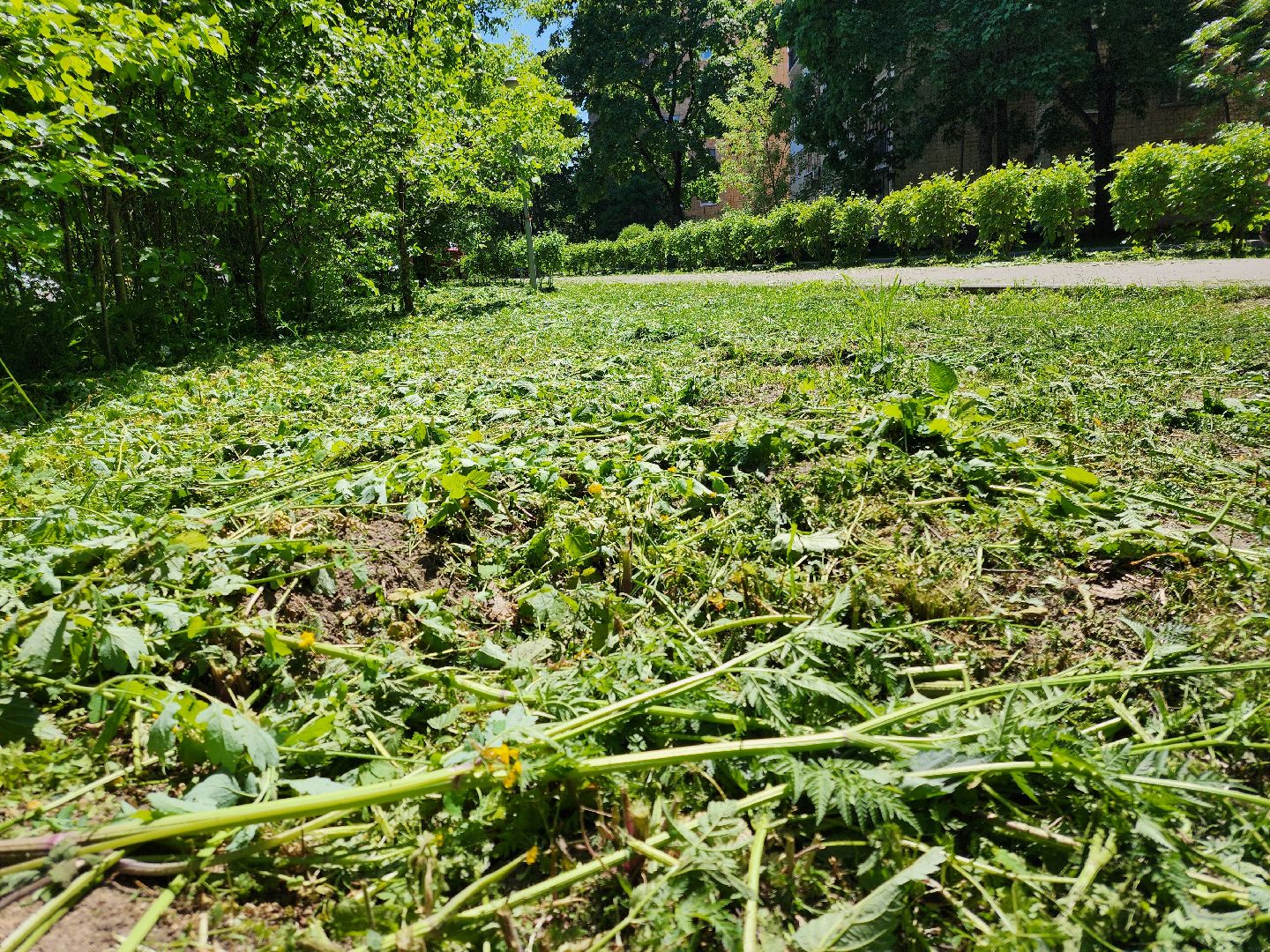 Черноголовка, покос травы,