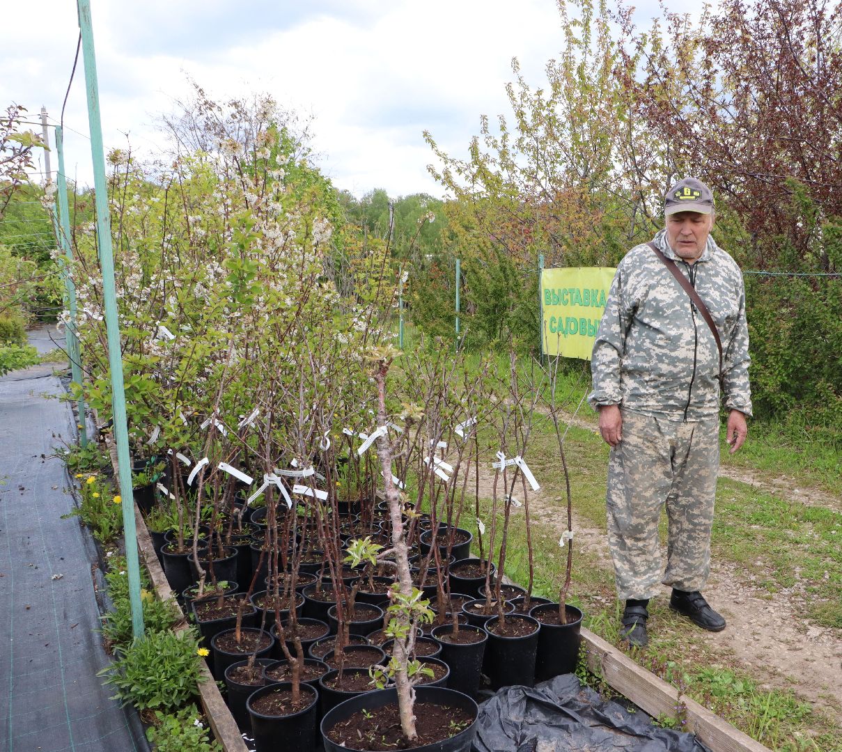Серебряные Пруды, Малиновый питомник, ИП Савинов, реанимация кустарников, заморозки 2024,