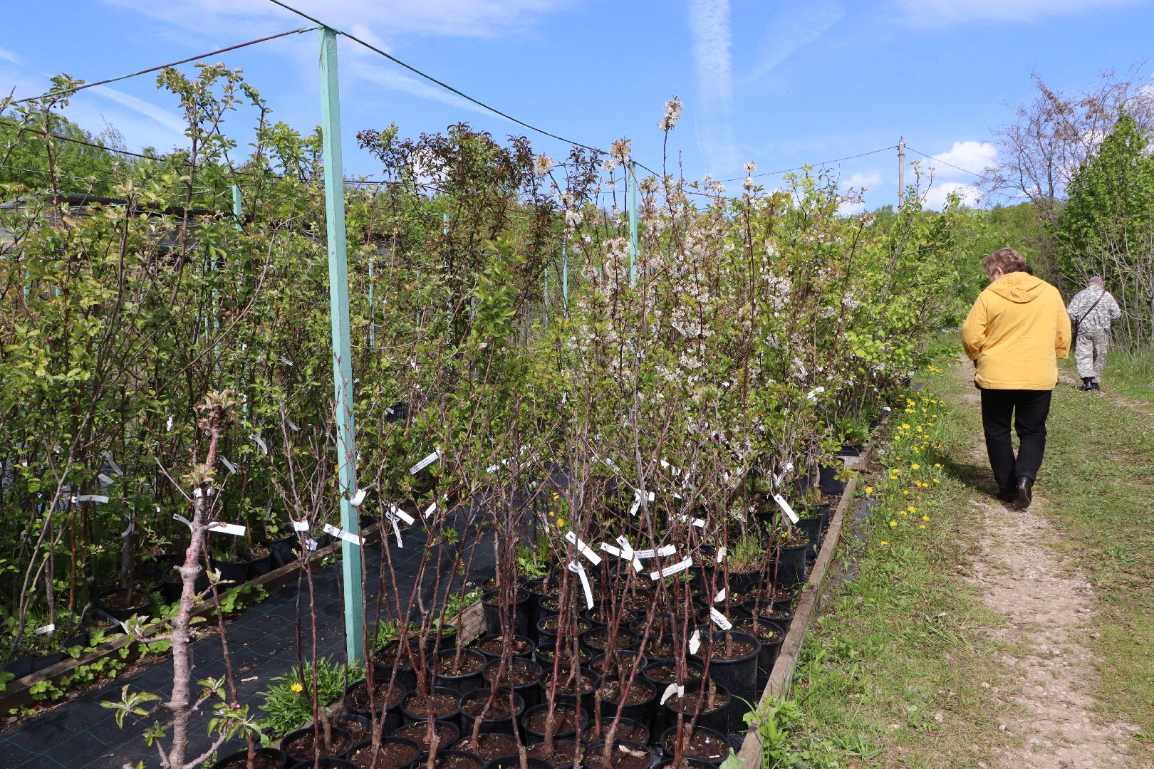 Серебряные Пруды, Малиновый питомник, ИП Савинов, реанимация кустарников, заморозки 2024,