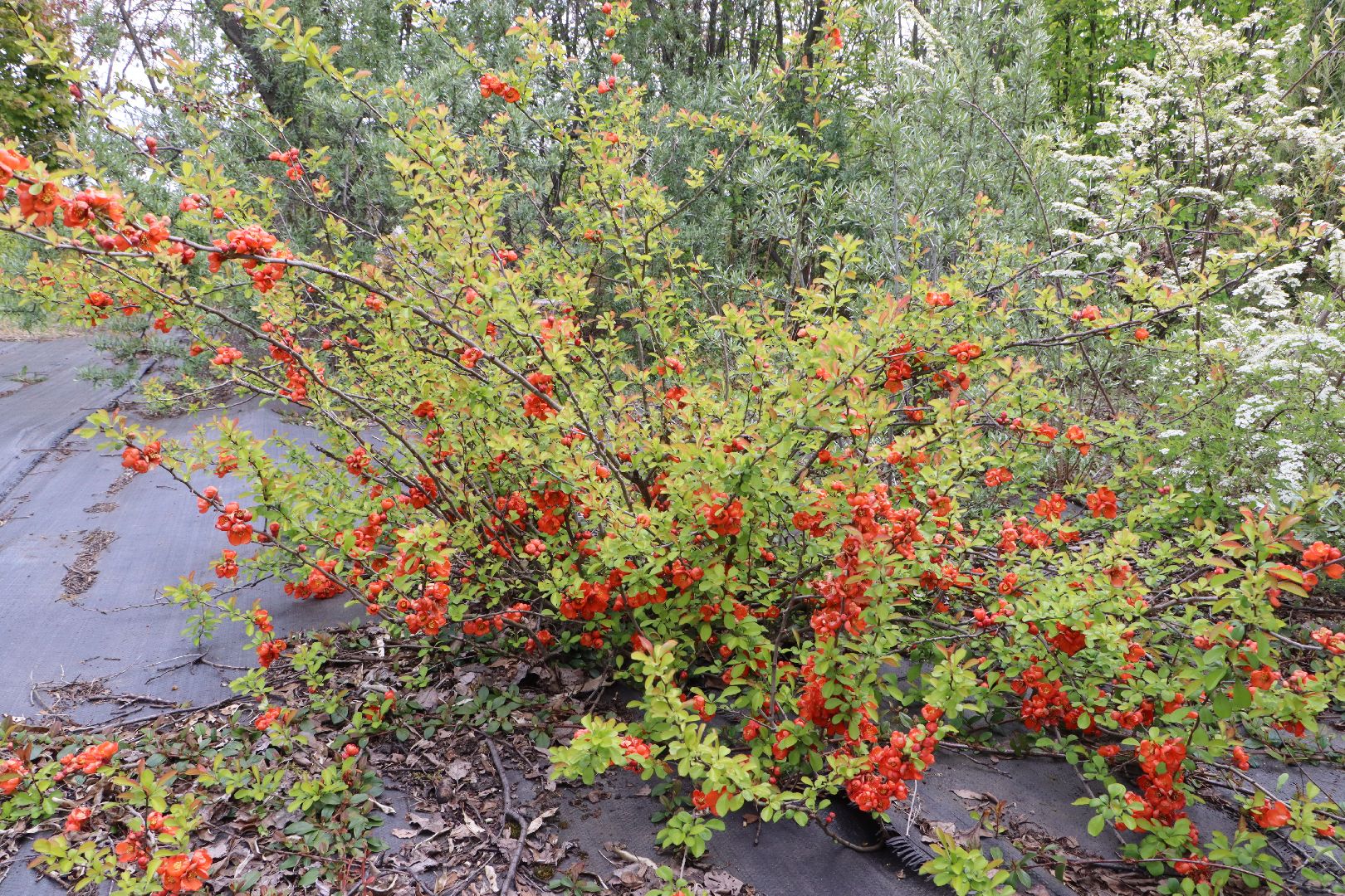 Серебряные Пруды, Малиновый питомник, ИП Савинов, реанимация кустарников, заморозки 2024,