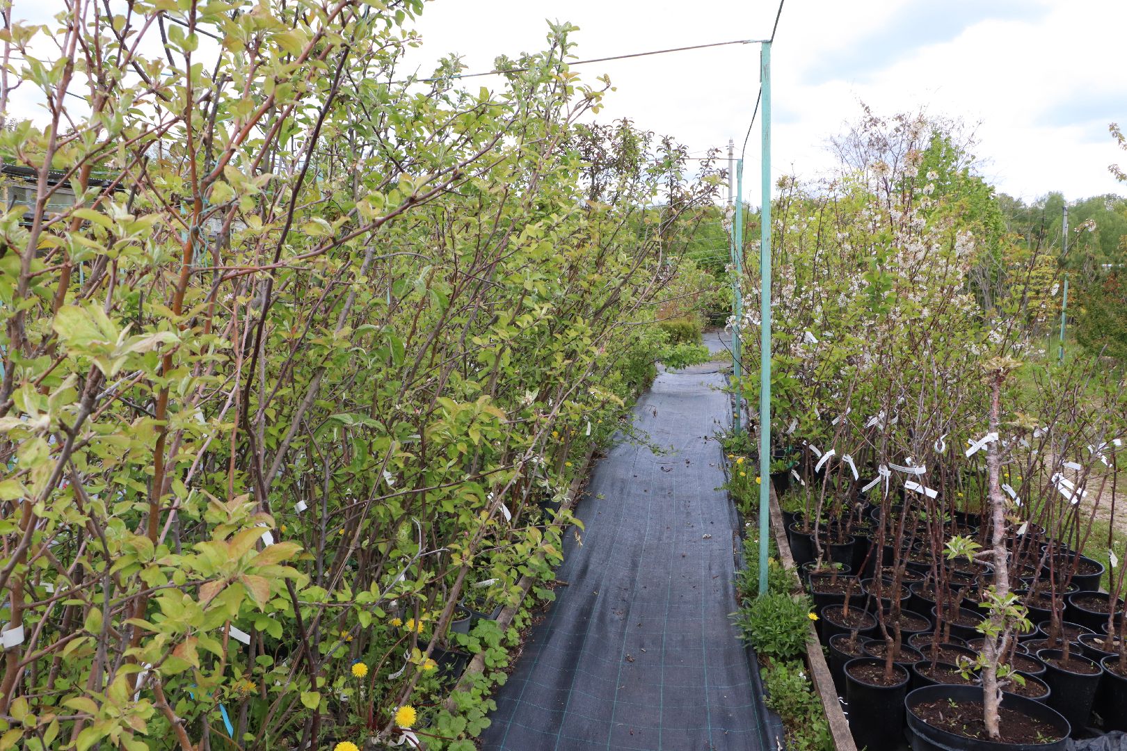 Серебряные Пруды, Малиновый питомник, ИП Савинов, реанимация кустарников, заморозки 2024,