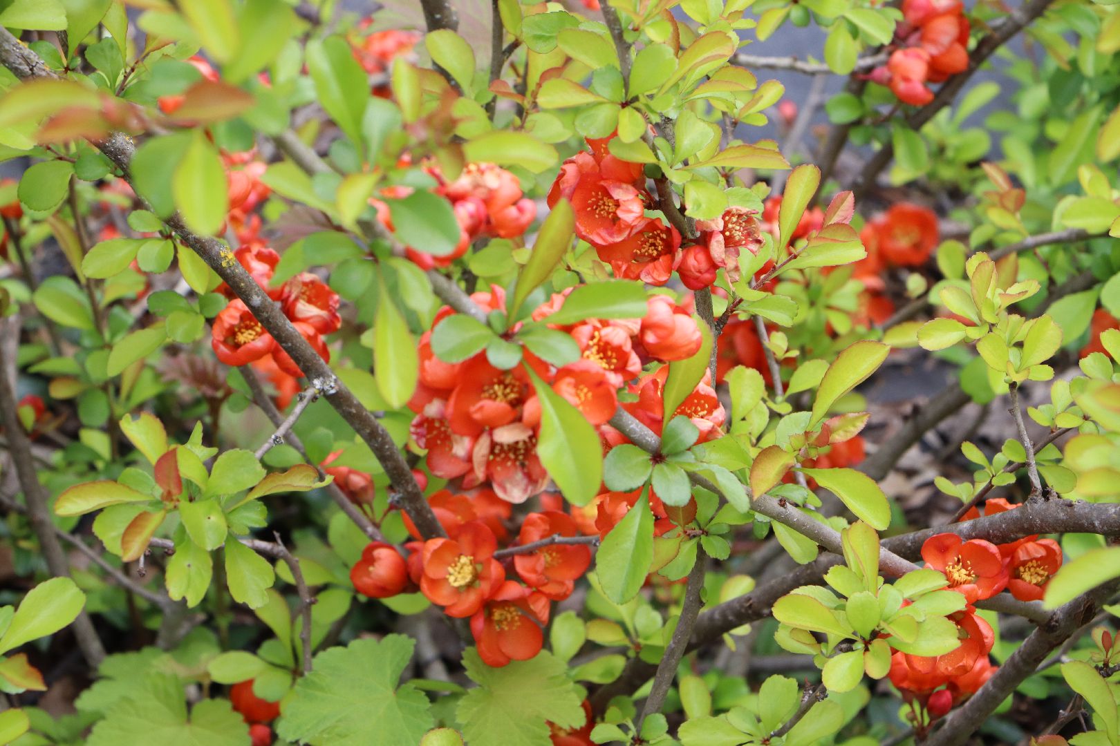 Серебряные Пруды, Малиновый питомник, ИП Савинов, реанимация кустарников, заморозки 2024,