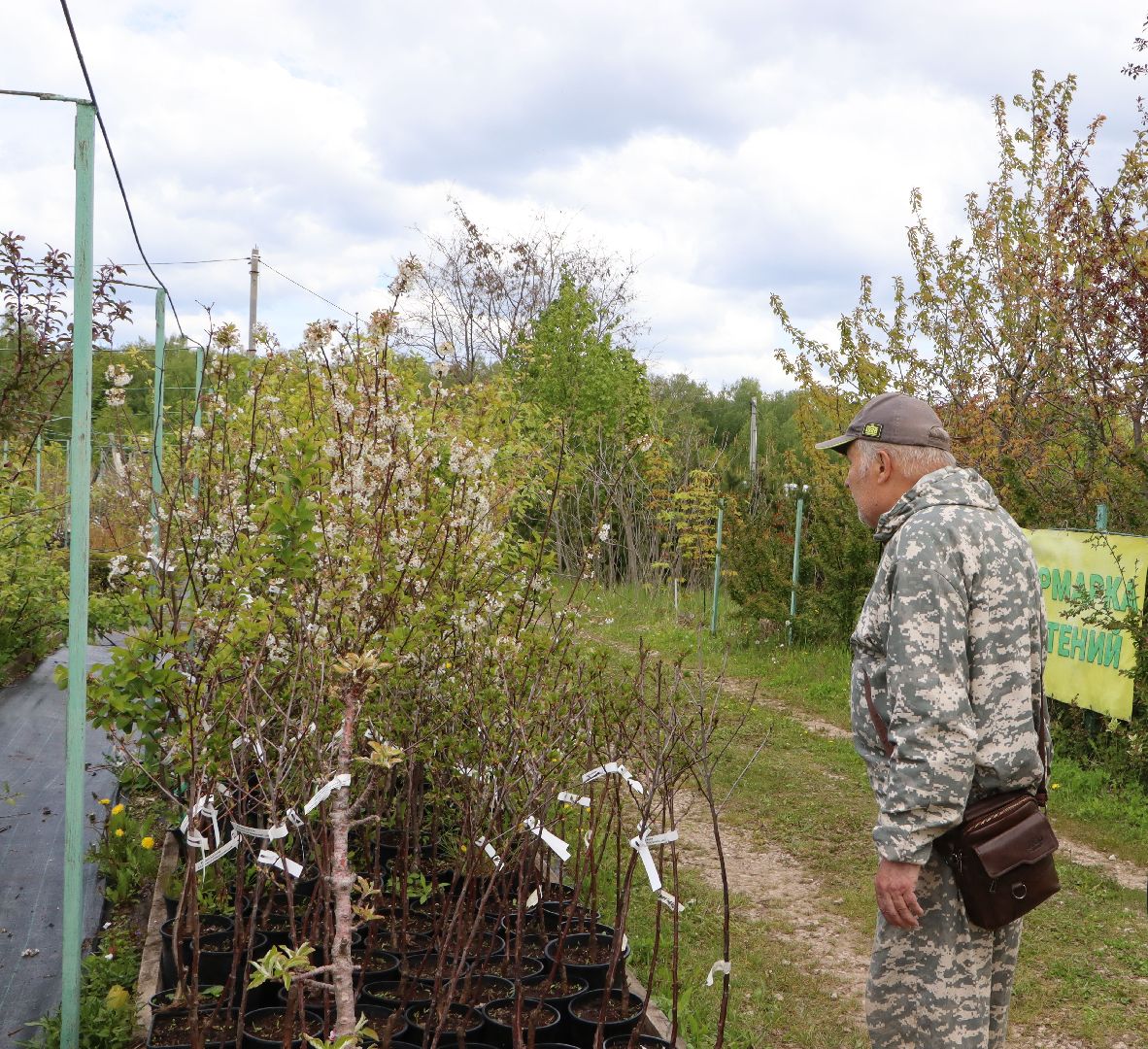 Серебряные Пруды, Малиновый питомник, ИП Савинов, реанимация кустарников, заморозки 2024,