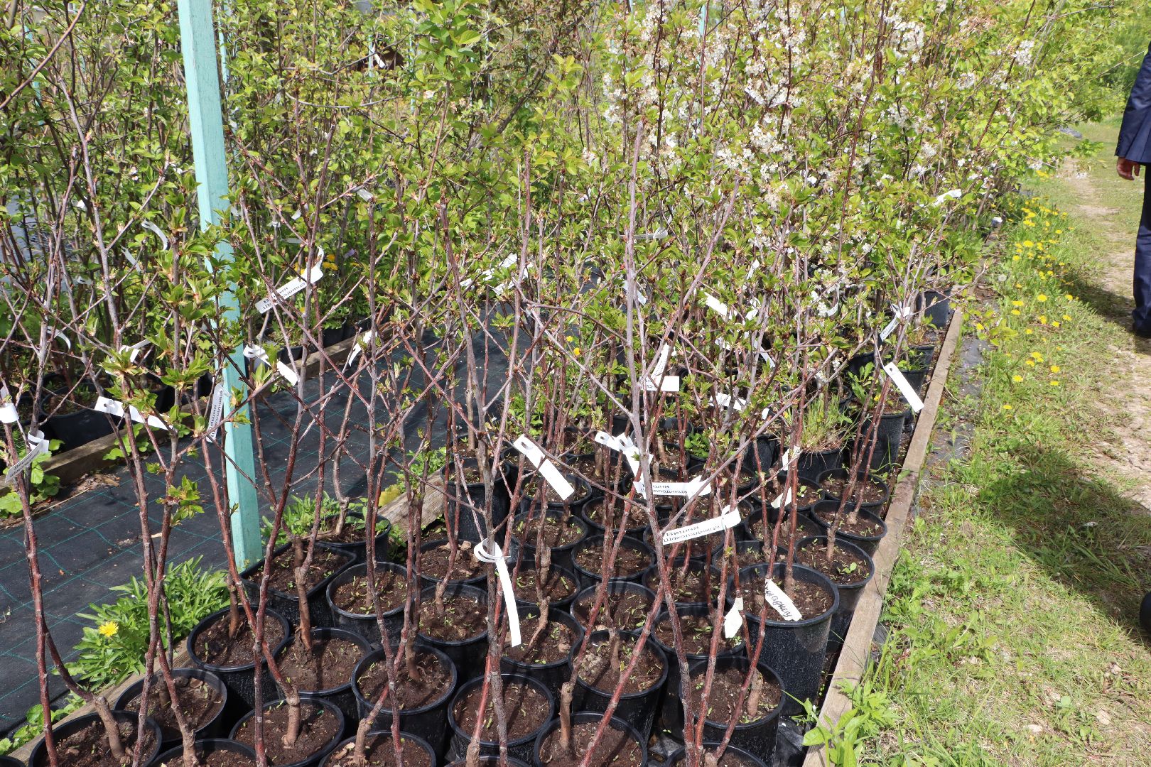 Серебряные Пруды, Малиновый питомник, ИП Савинов, реанимация кустарников, заморозки 2024,