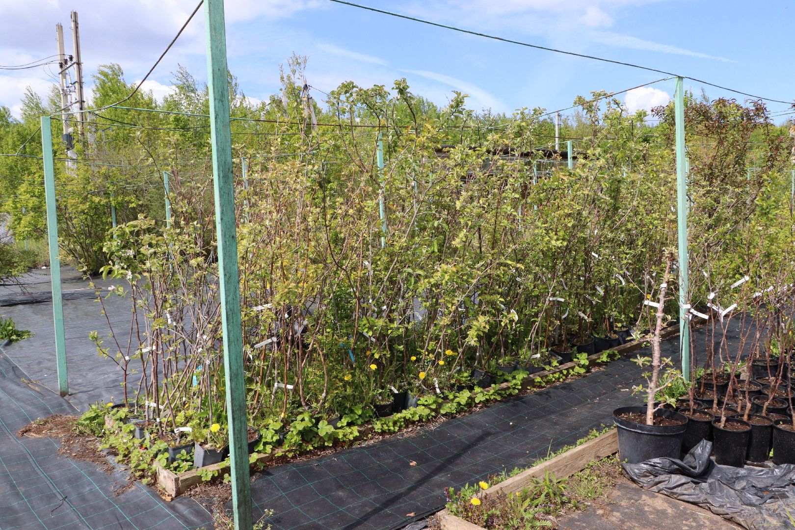 Серебряные Пруды, Малиновый питомник, ИП Савинов, реанимация кустарников, заморозки 2024,