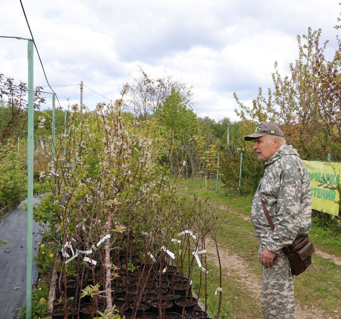 Серебряные Пруды, Малиновый питомник, ИП Савинов, реанимация кустарников, заморозки 2024,