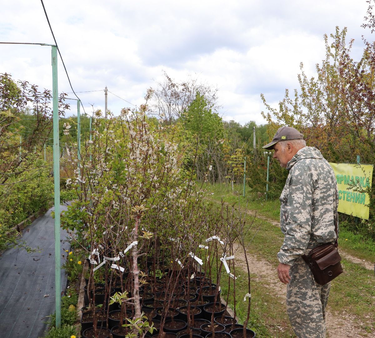Серебряные Пруды, Малиновый питомник, ИП Савинов, реанимация кустарников, заморозки 2024,