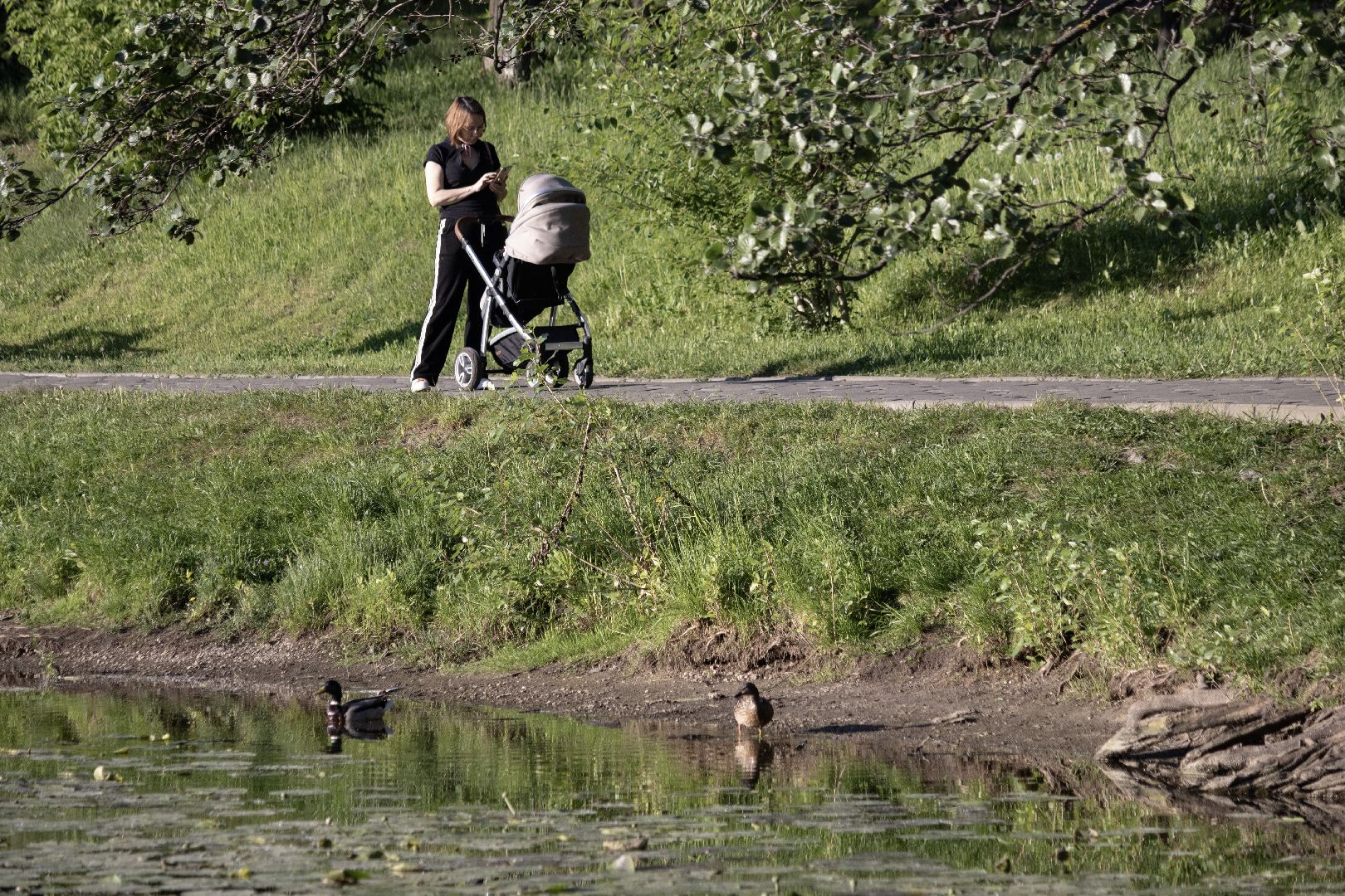 дзержинский, кряква, утки, экология, верхний пруд,