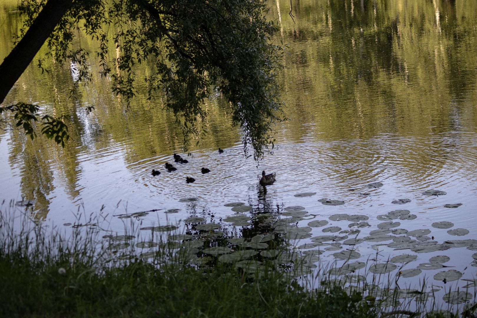 дзержинский, кряква, утки, экология, верхний пруд,