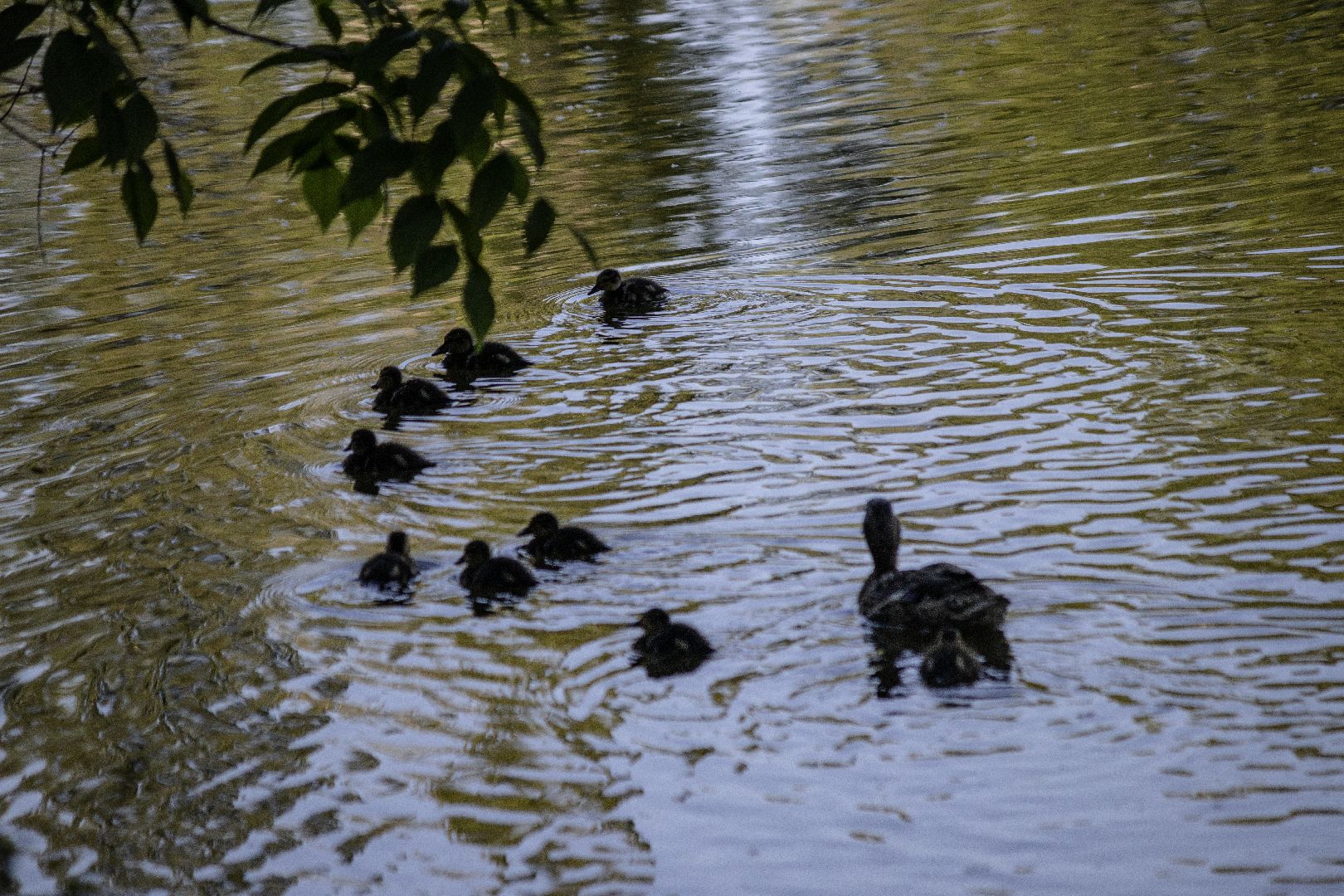 дзержинский, кряква, утки, экология, верхний пруд,
