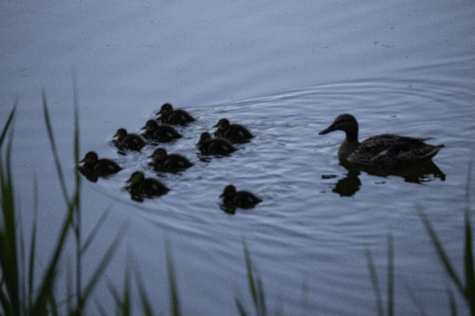 дзержинский, кряква, утки, экология, верхний пруд,