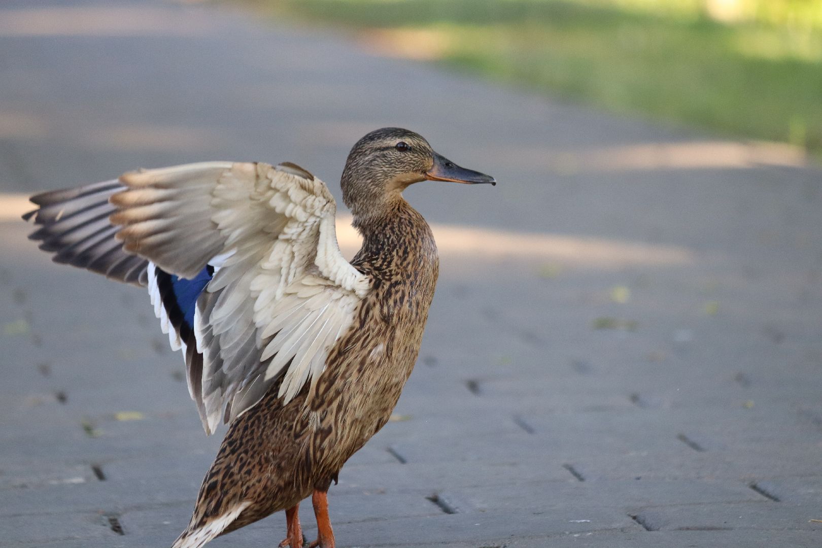 дзержинский, кряква, утки, экология, верхний пруд,
