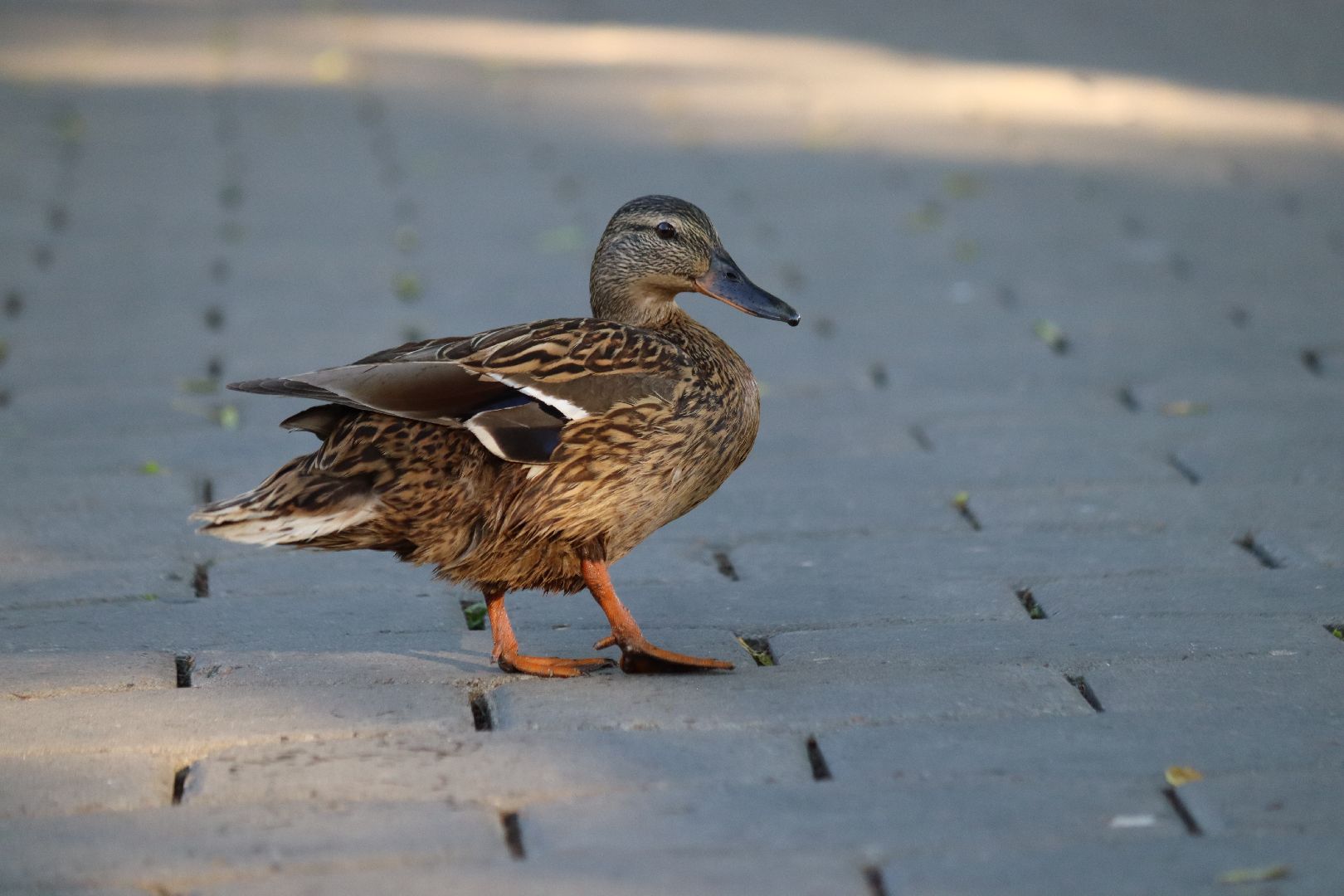 дзержинский, кряква, утки, экология, верхний пруд,