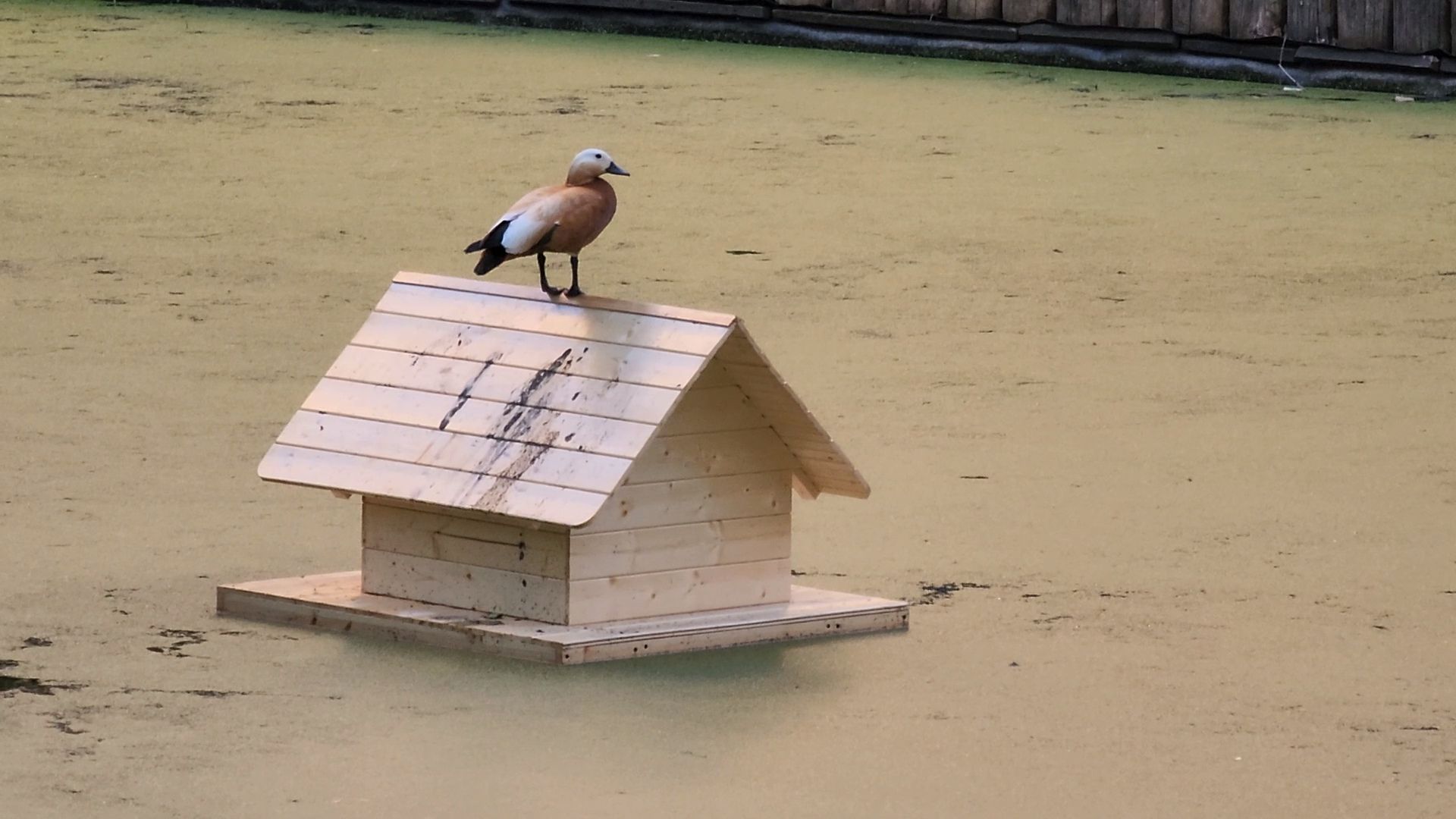 Одинцово, олбщество, пруд, двор, благоустройство, славкин пруд,