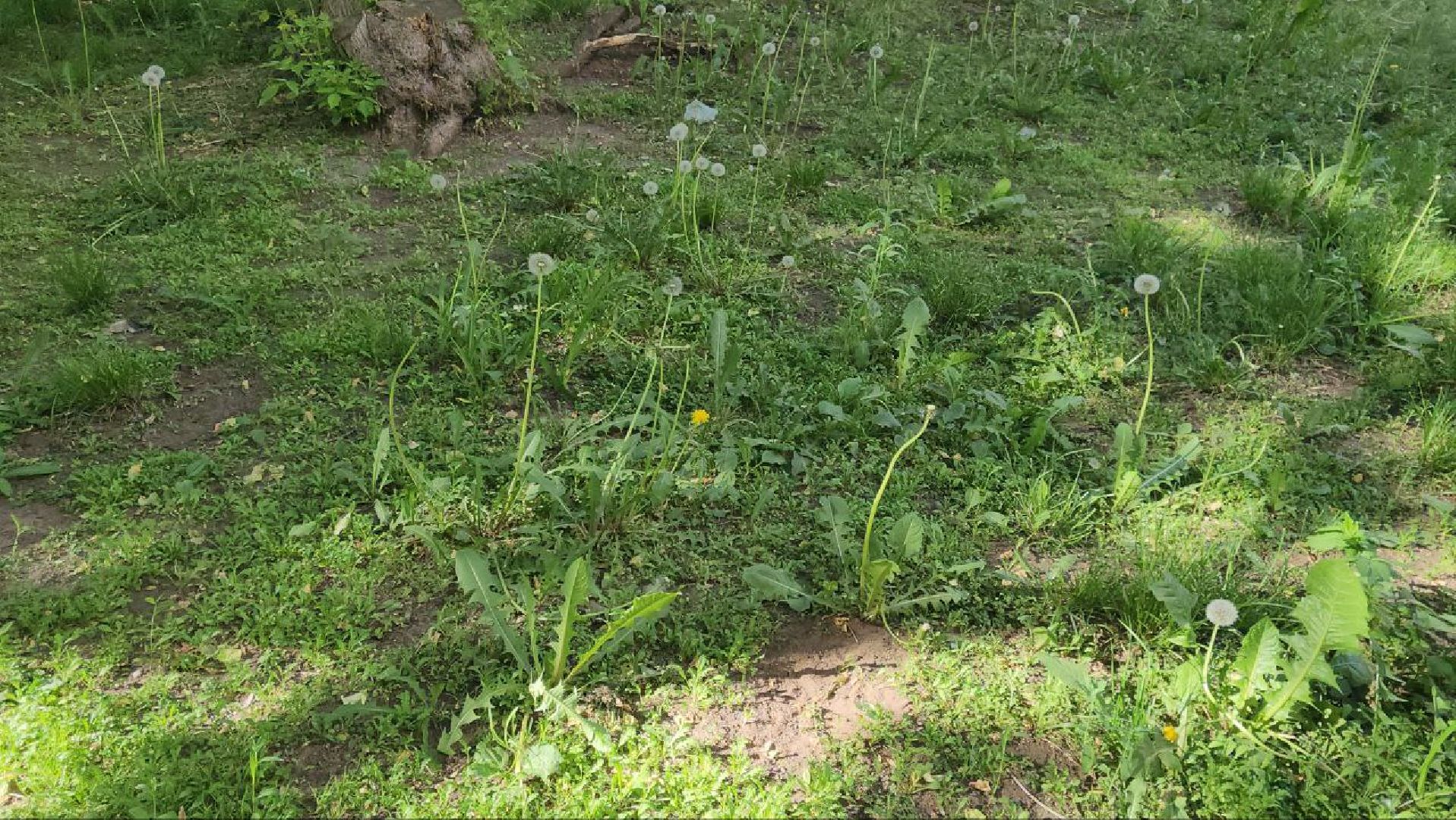 люберцы, управляющая компания, покос травы,