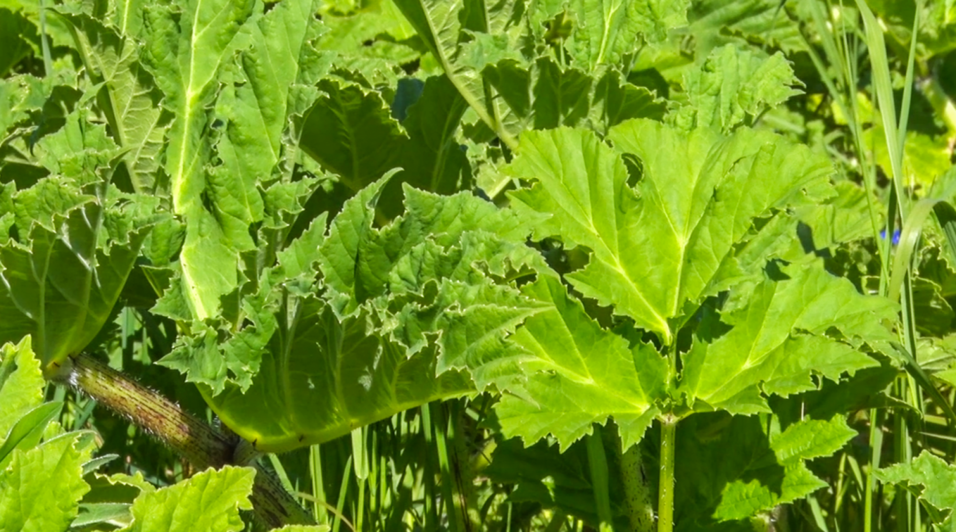 Клин, общество, экономика, борьба с борщевиком,