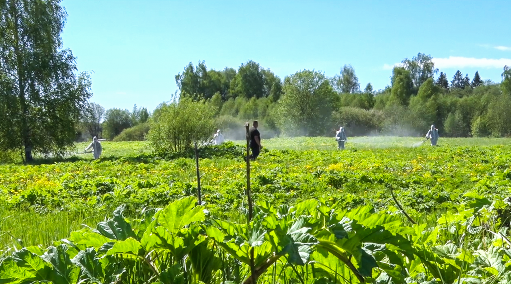 Клин, общество, экономика, борьба с борщевиком,