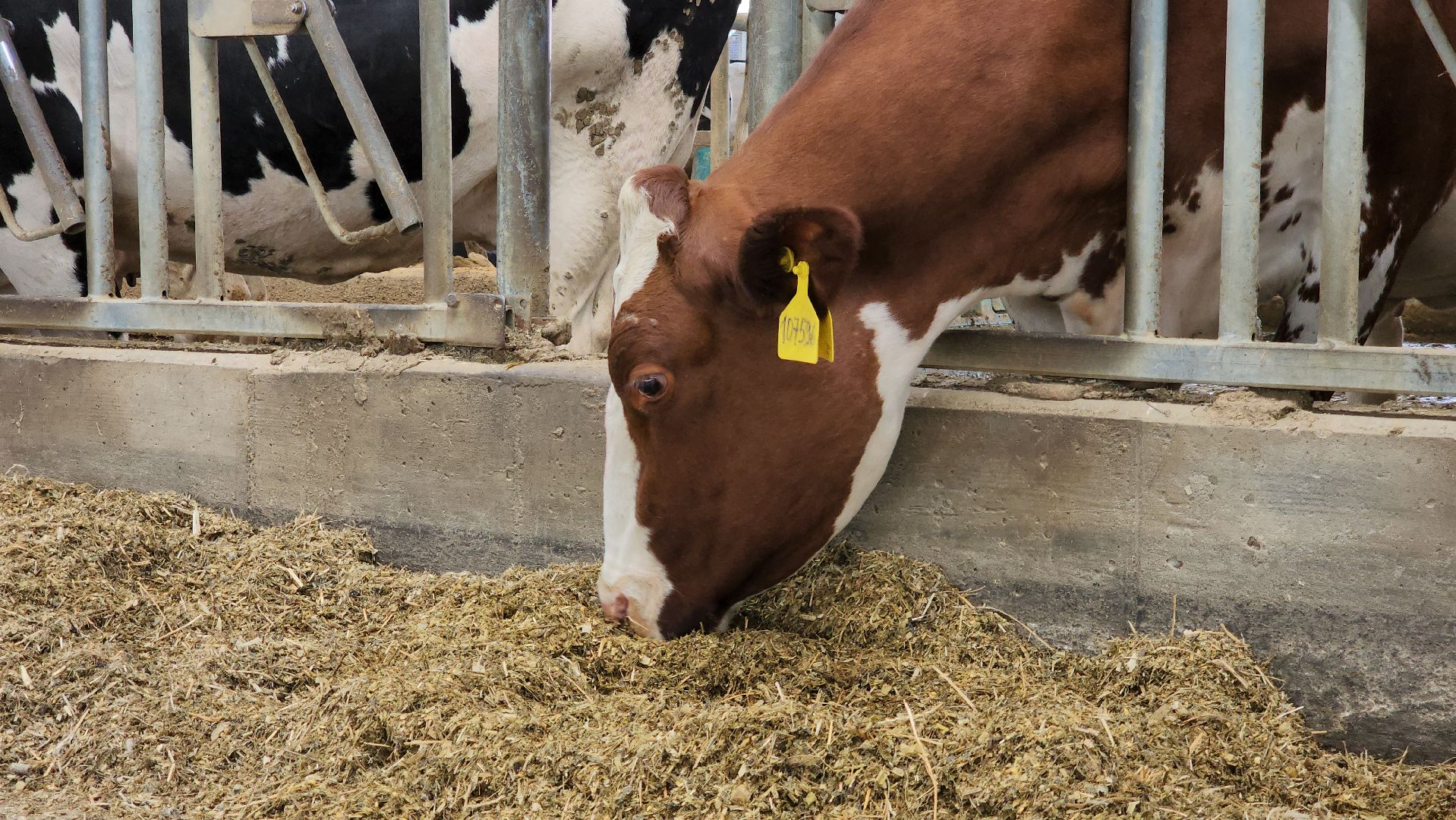 ступино, сельское хозяйство, весенний сев,