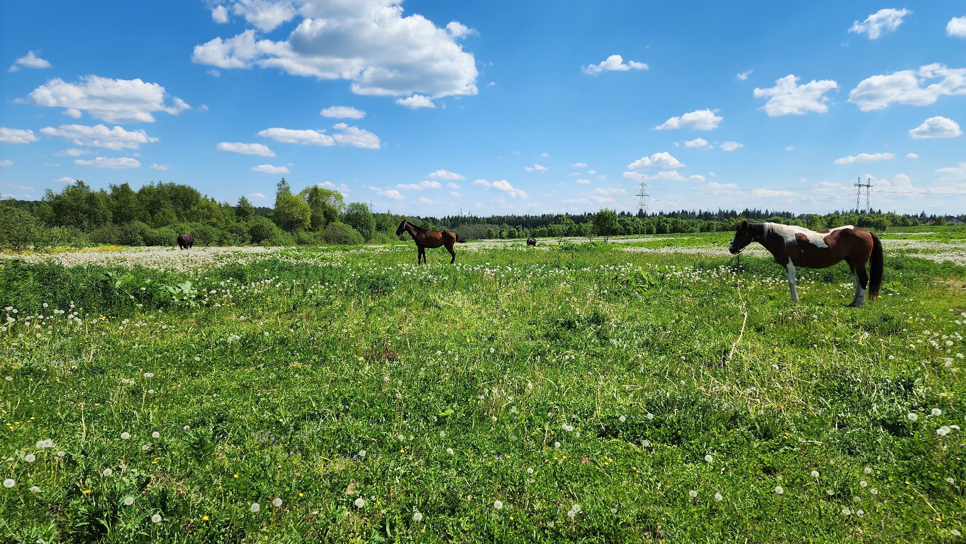 Туризм, отдых, лошади, сельское хозяйство,