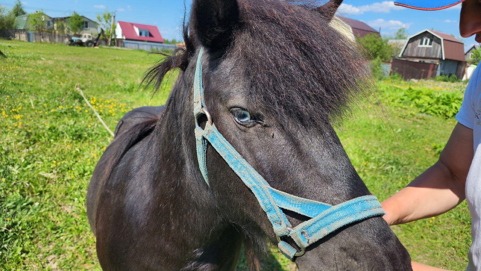 Туризм, отдых, лошади, сельское хозяйство,