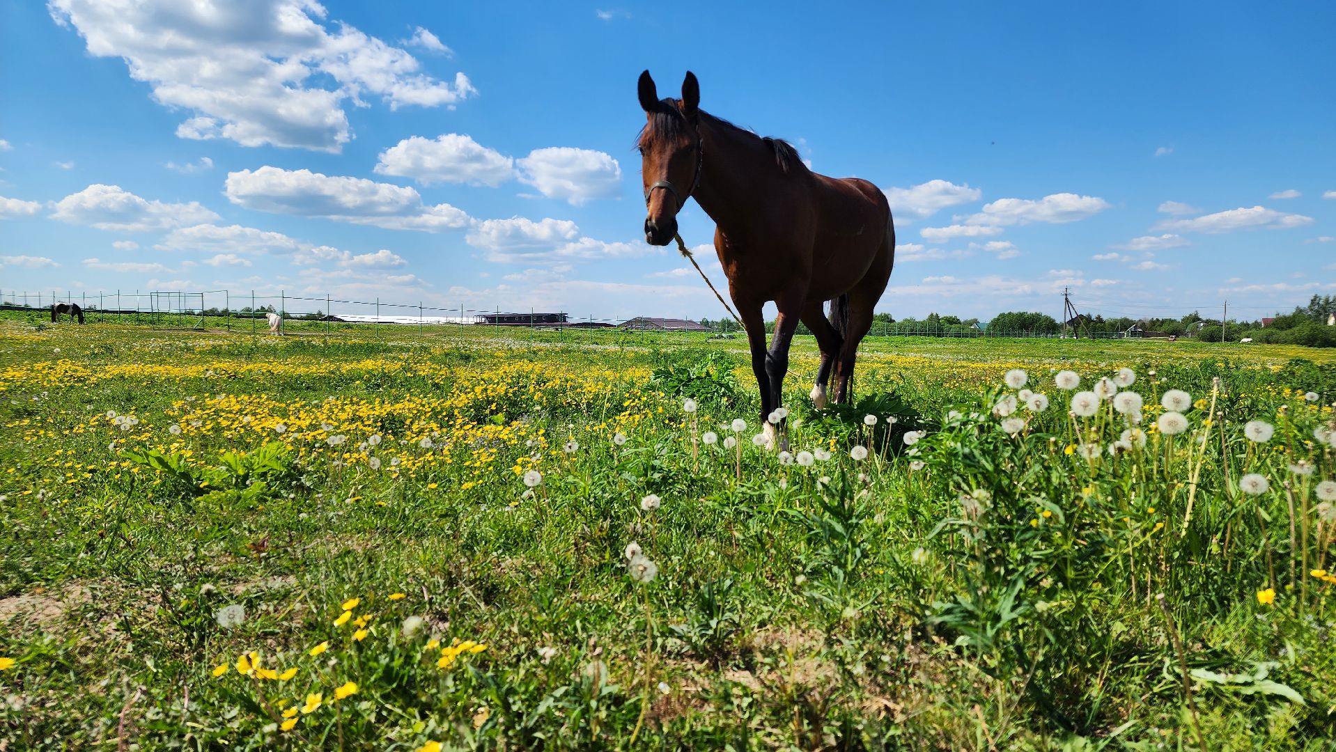 Туризм, отдых, лошади, сельское хозяйство,