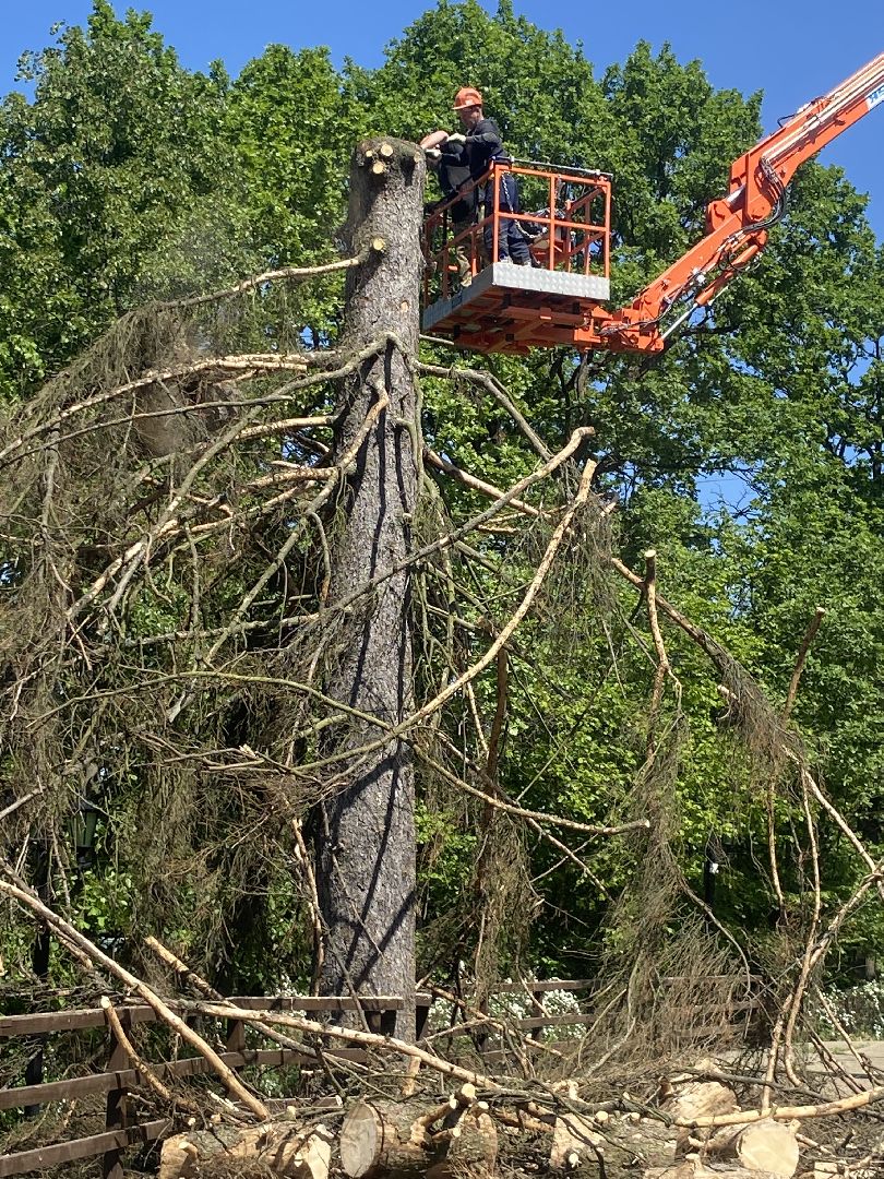 благоустройство власиха, жук короед-типограф, пляжная зона Власихи, пляж во Власихе, безопасное лето, безопасный отдых,