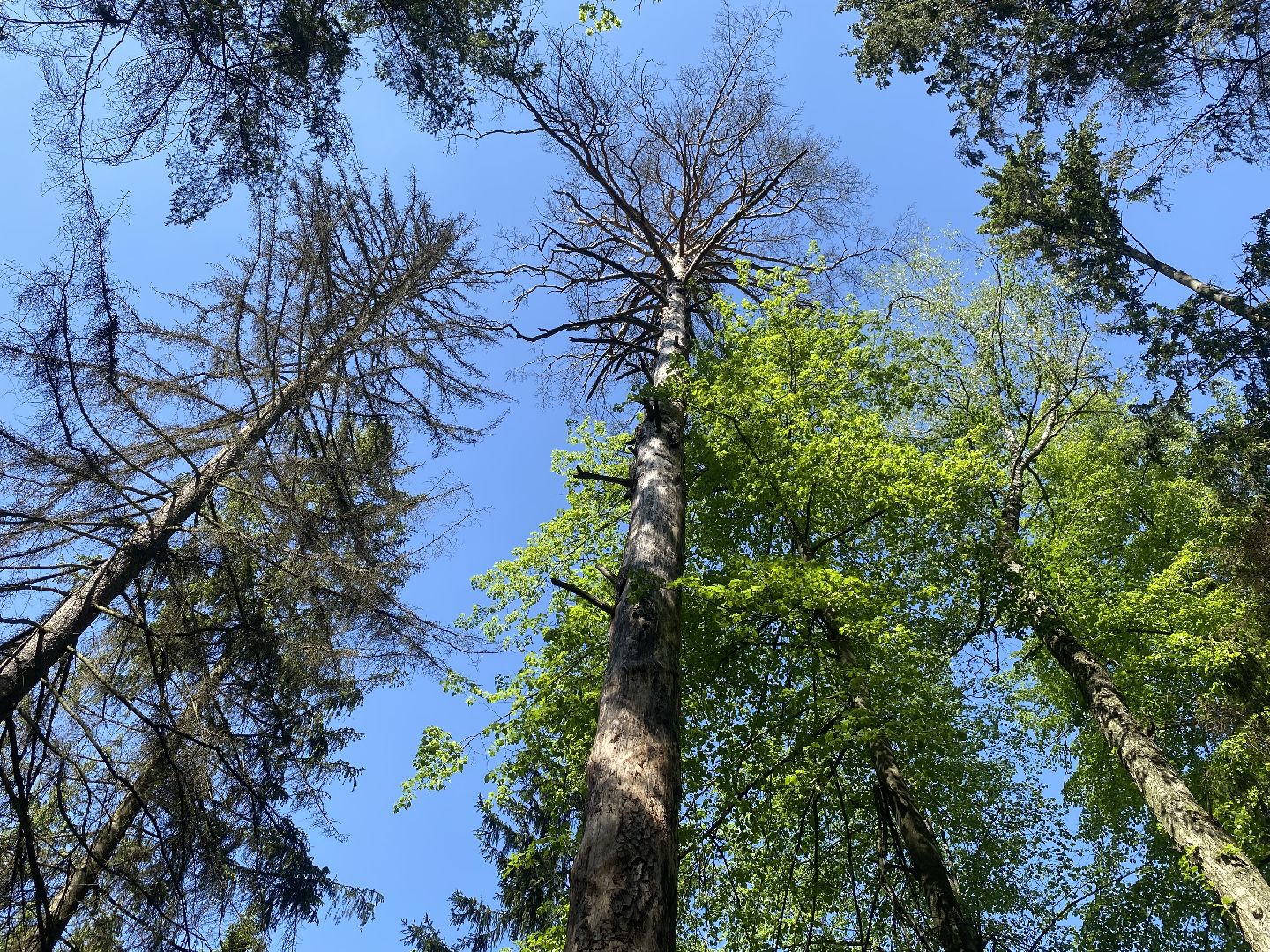 благоустройство власиха, жук короед-типограф, пляжная зона Власихи, пляж во Власихе, безопасное лето, безопасный отдых,
