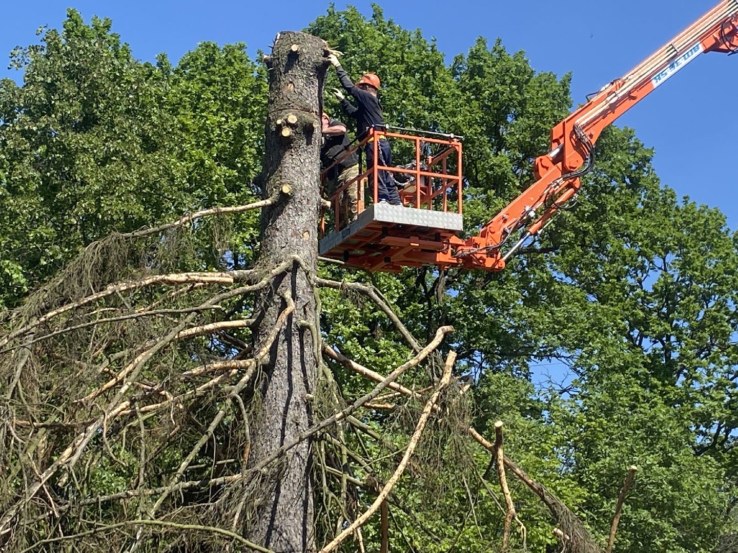 благоустройство власиха, жук короед-типограф, пляжная зона Власихи, пляж во Власихе, безопасное лето, безопасный отдых,