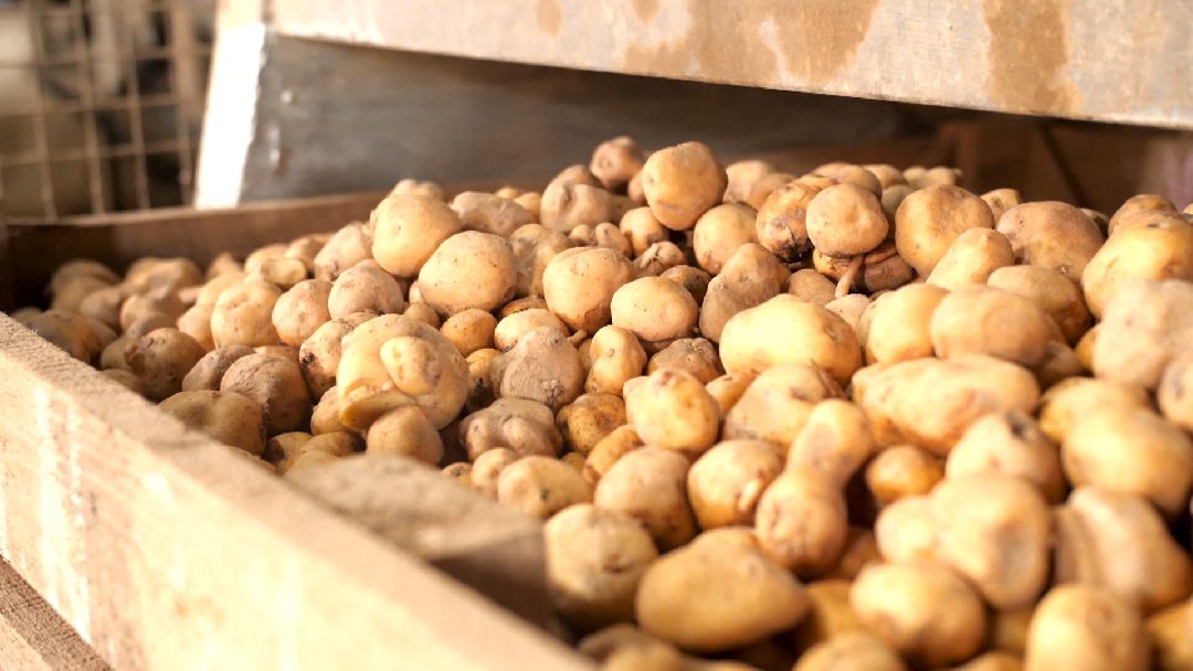 Коломенский район, сельское хозяйство, картофель, чипсы