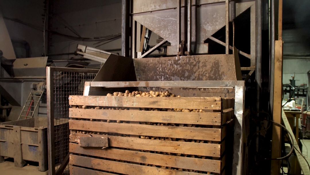 Коломенский район, сельское хозяйство, картофель, чипсы