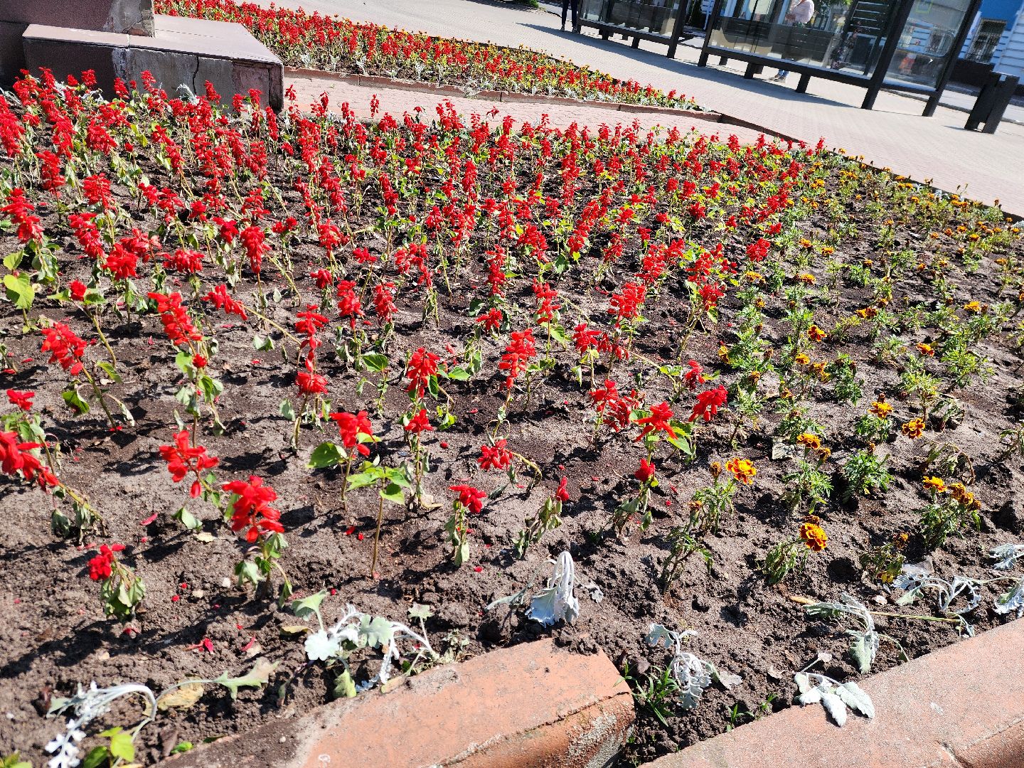 ногинск, благоустройство, цветы, высадка цветов, благосфера, жители, общество,