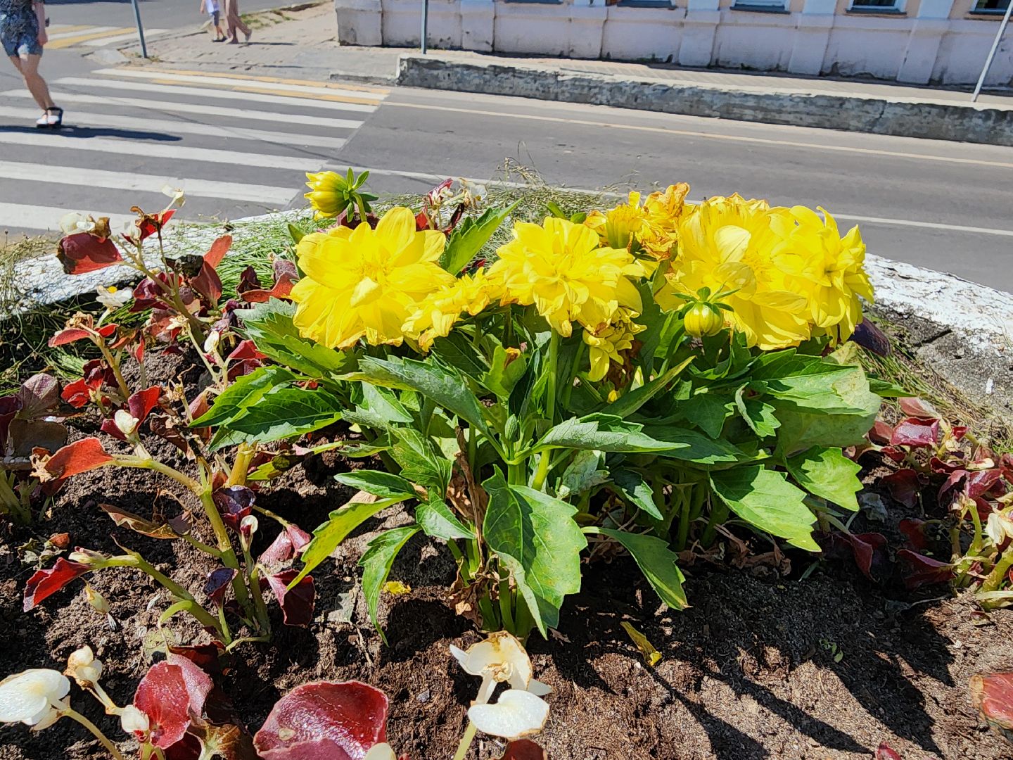 ногинск, благоустройство, цветы, высадка цветов, благосфера, жители, общество,