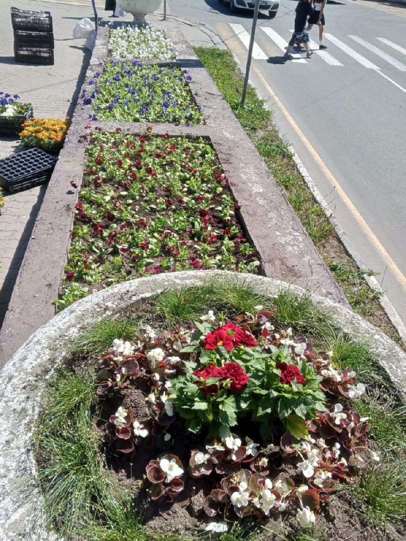 ногинск, благоустройство, цветы, высадка цветов, благосфера, жители, общество,